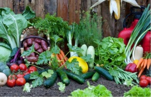 Metodyki roślin warzywnych